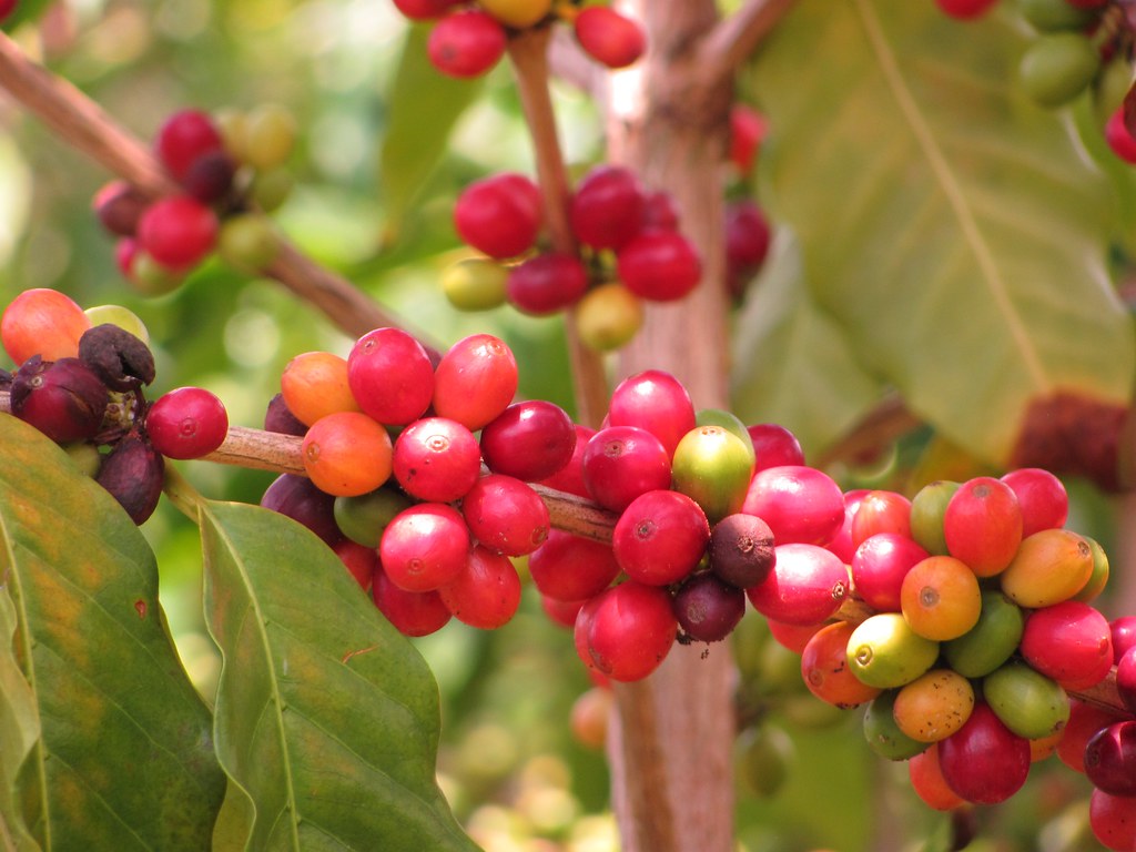 Coffee Coffea arabica Malcolm Manners Flickr
