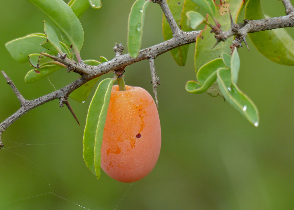 Hog Plum (Ximenia americana) fruit S58 Road East of Pu… Flickr