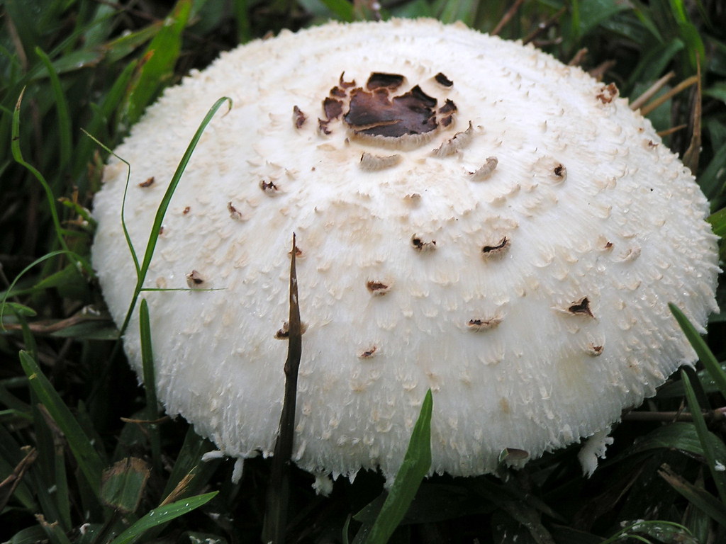 Fairy ring and/or causal fungi Read www.ctahr.hawaii.edu/… Flickr