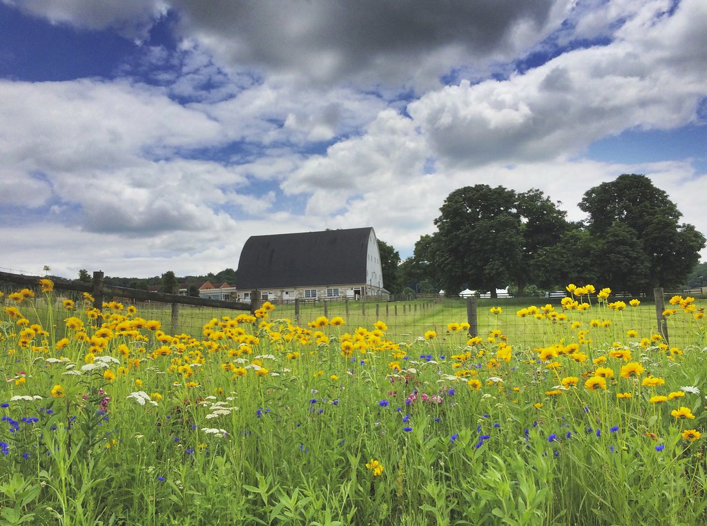 Wildflowers Wildflowers along Bullfrog Valley Rd in Hershe… Kim