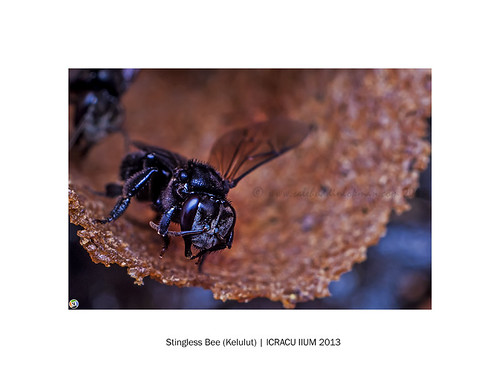Stingless Bee (Kelulut) ICRACU IIUM 2013 Stingless