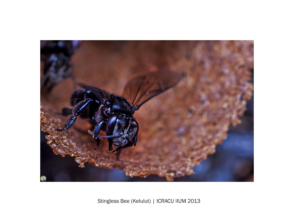 Stingless Bee (Kelulut) ICRACU IIUM 2013 Stingless