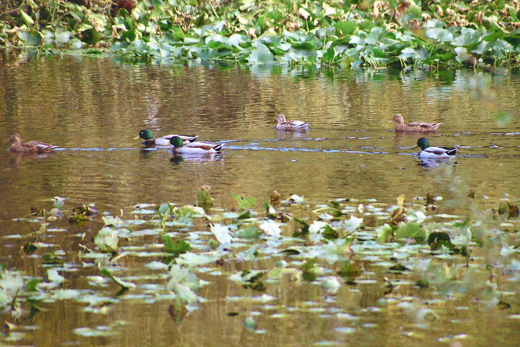 Robinswood Duck III Robinswood Park, Bellevue WA Nikon N… Flickr