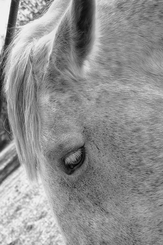 French Creek 101813835EditEditEditEdit Willie Copeland Flickr