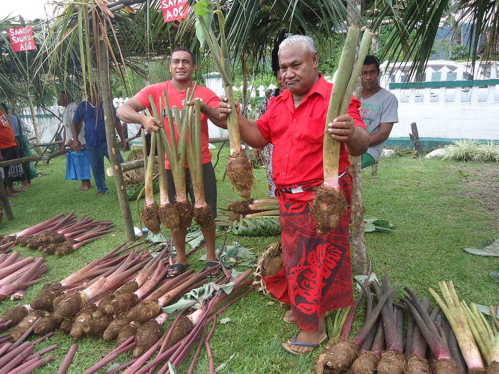 Samoa taro Sixteen technical training have resul… Flickr