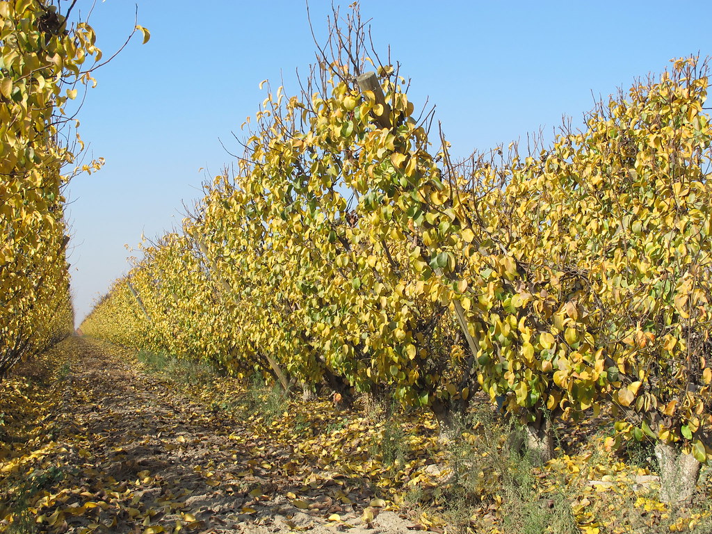 IMG_9450 Hosui trees Kingsburg Orchards Flickr