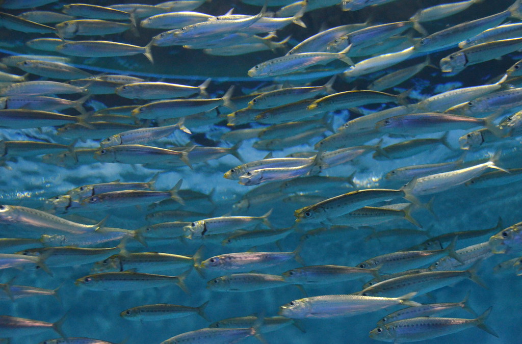 Sardines in school Schooling Pacific sardine (Sardinops sa… Flickr
