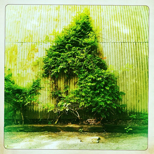 Vine Wall Art. Vine Wall Art. Photographer Jesse Knish ww… Flickr