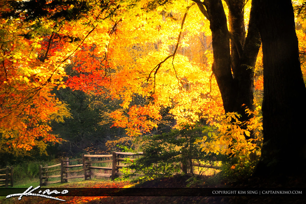 OrangeLeavesDuringFallatBlueRidgeParkway Original P… Flickr