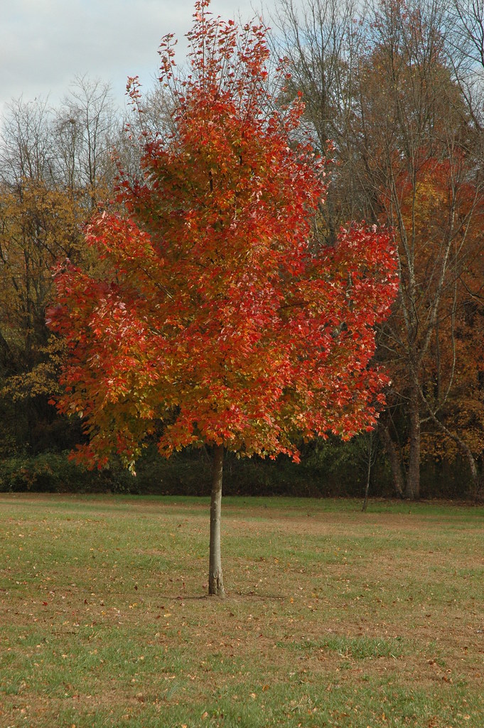 Silence of Heritage Park, Allentown, NJ 025 HeronThere Flickr