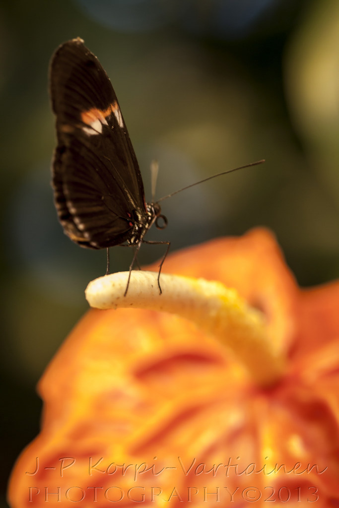 EPS_1311_BOTANIAN145 The botanical garden called Botania … Flickr