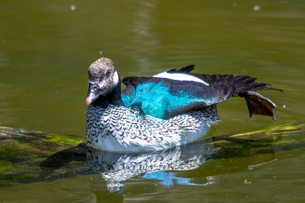 Green_Pygmy_Goose_Perth_Zoo_07Nov16 Andy Gregory Flickr
