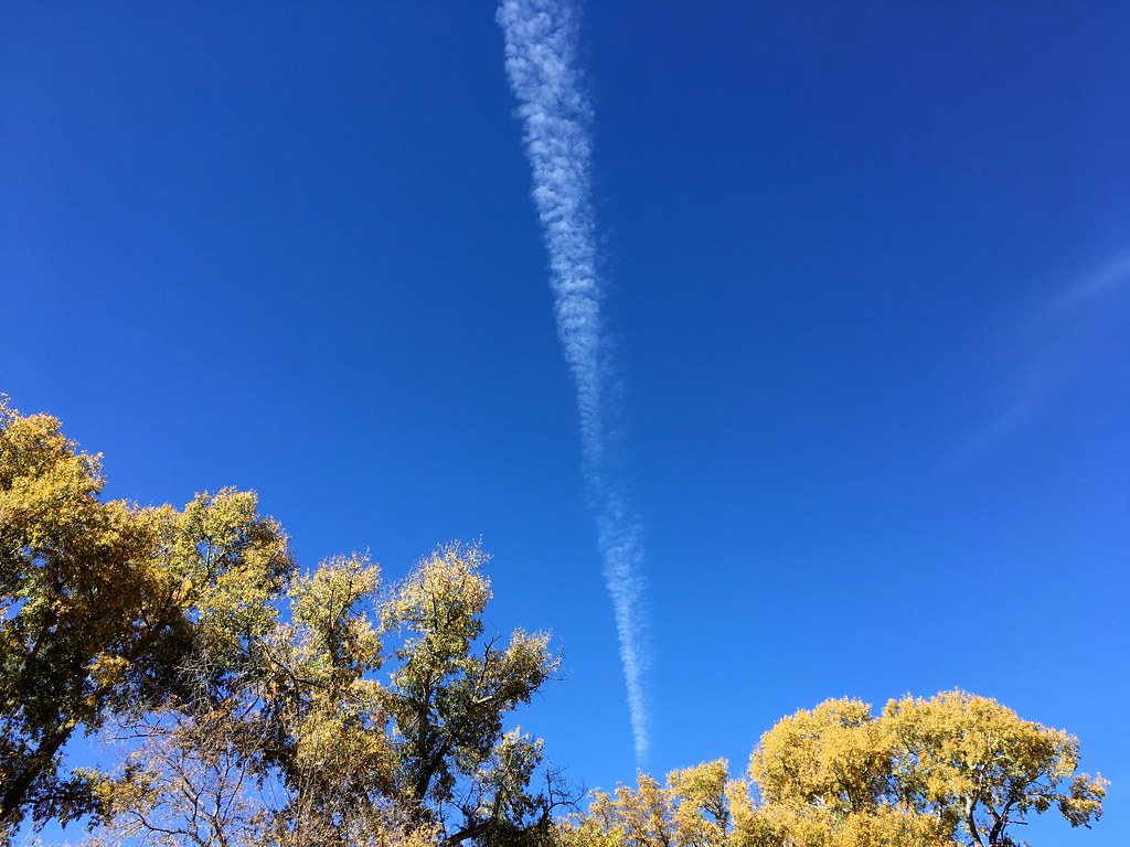 Cottonwood Tree Spouts Blowing off steam? Alan Levine Flickr