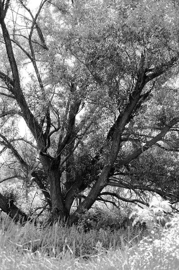 Tree in Meadow At Byers Woods Park in Ashland County, Ohio… Matt