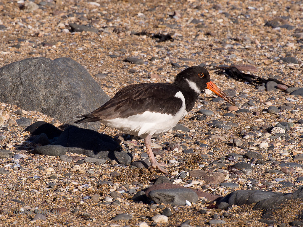 Oyster Catcher 2 Oyster Catcher looking for food on the be… Flickr