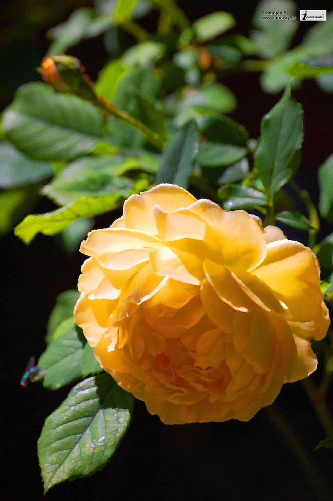 yellow rose and fly yellow rose and fly Allen Smith Flickr