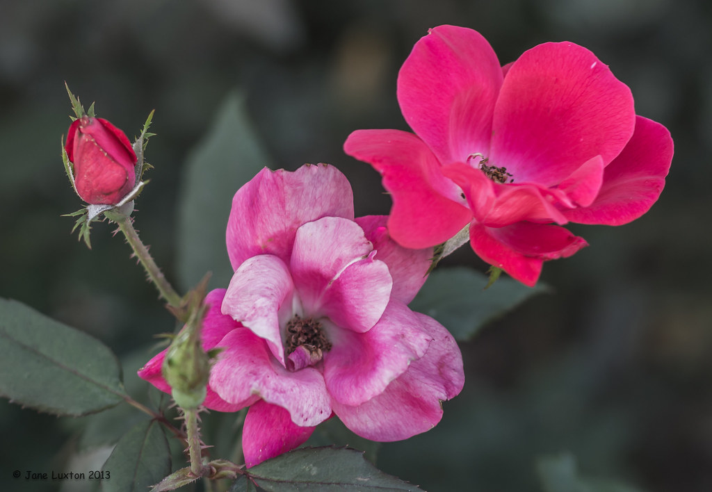 Roses Florida Botanical Garden Largo, FL Jane's Adventure Flickr