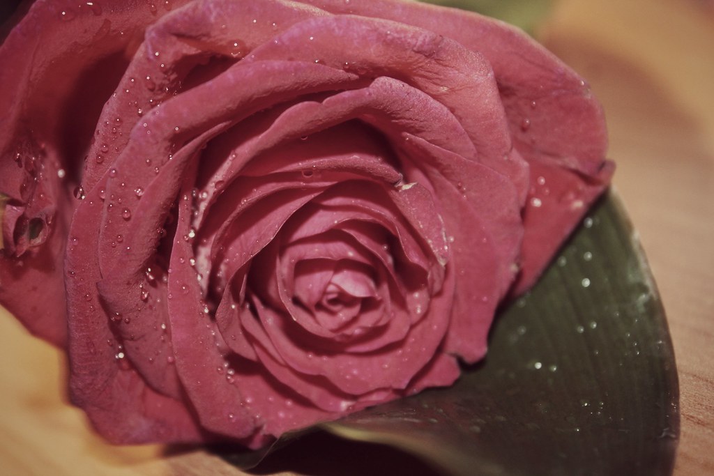 Ammore i'll be my apocalypse Flickr