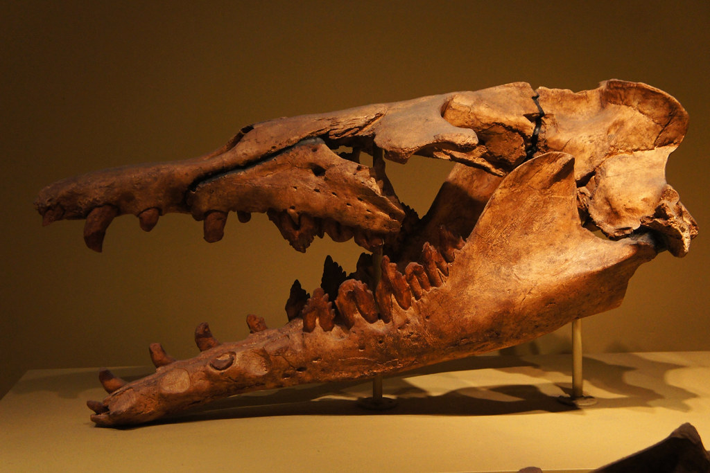 Basilosaurus Early Whale Skull and Pelvis with Hind Limbs … Flickr