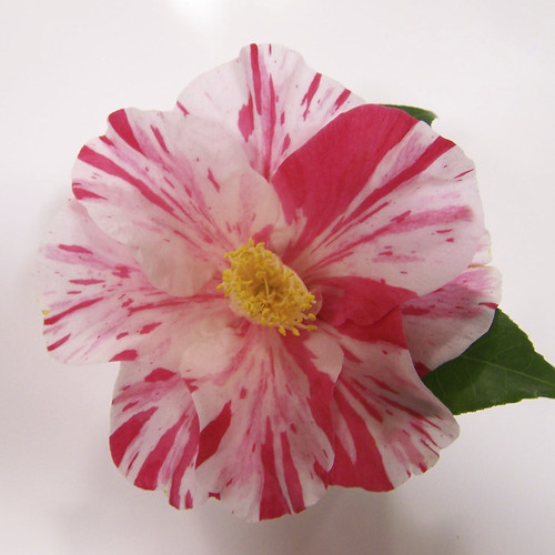 Paul Jones Supreme (C.japonica) Grown by Barry & Denise Di… Flickr