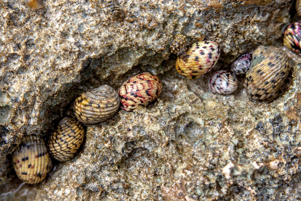 Nerite Snails Majahual, Mexico Vincent Parsons Flickr
