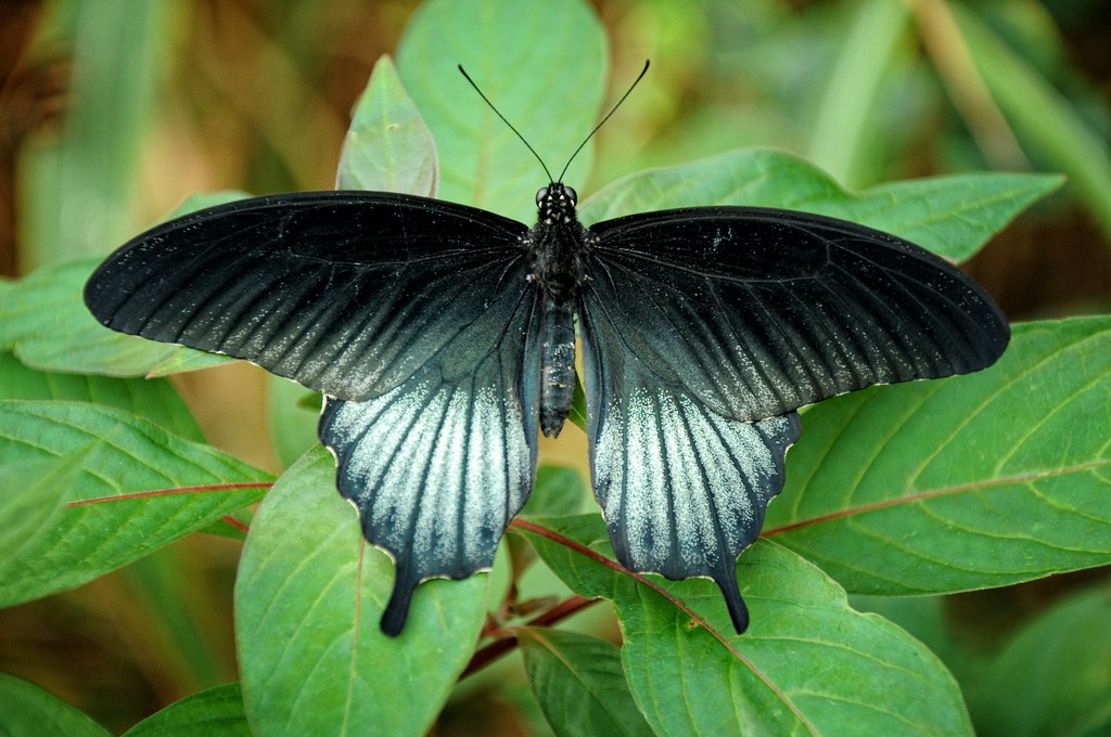 Asian Swallowtail Butterfly Rudy " Pittoresque Photography " Flickr