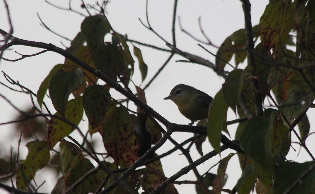 Philadelphia VIreo Bolton Flats WMA, Lancaster County bird… Flickr