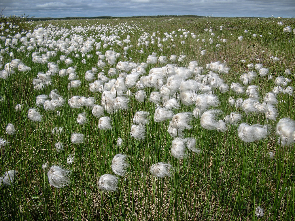 Field of Cotton Grass.jpg Andrea Pokrzywinski Flickr