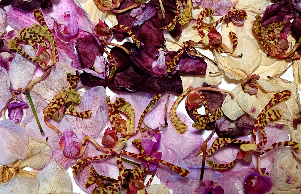 Dried Orchid Flowers (2) Geoffrey Haberman Flickr