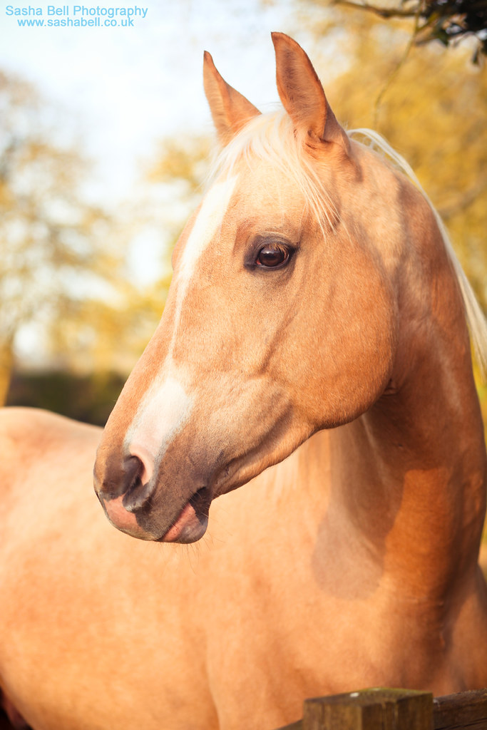 Palomino Horse Processed with Whipped Cream Lightroom Pres… Flickr