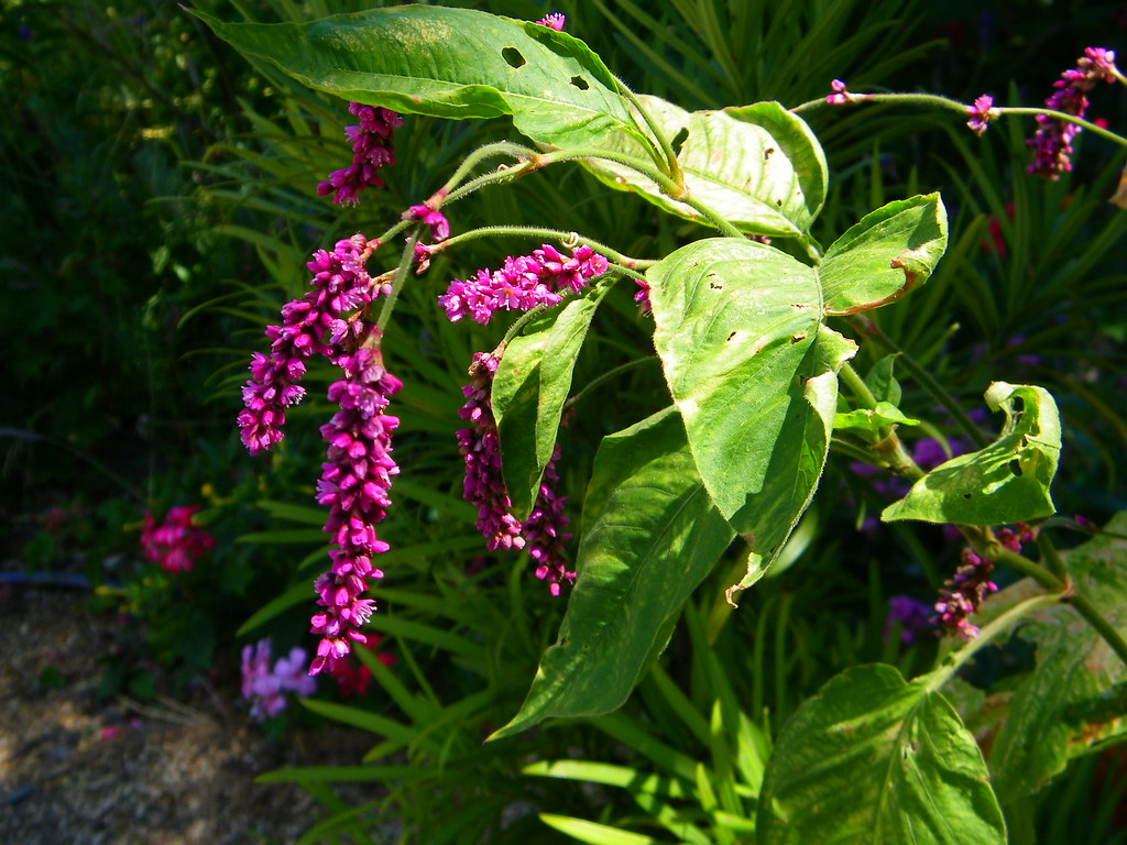 Polygonum orientale, "Kiss Me Over the Garden Gate" Flickr