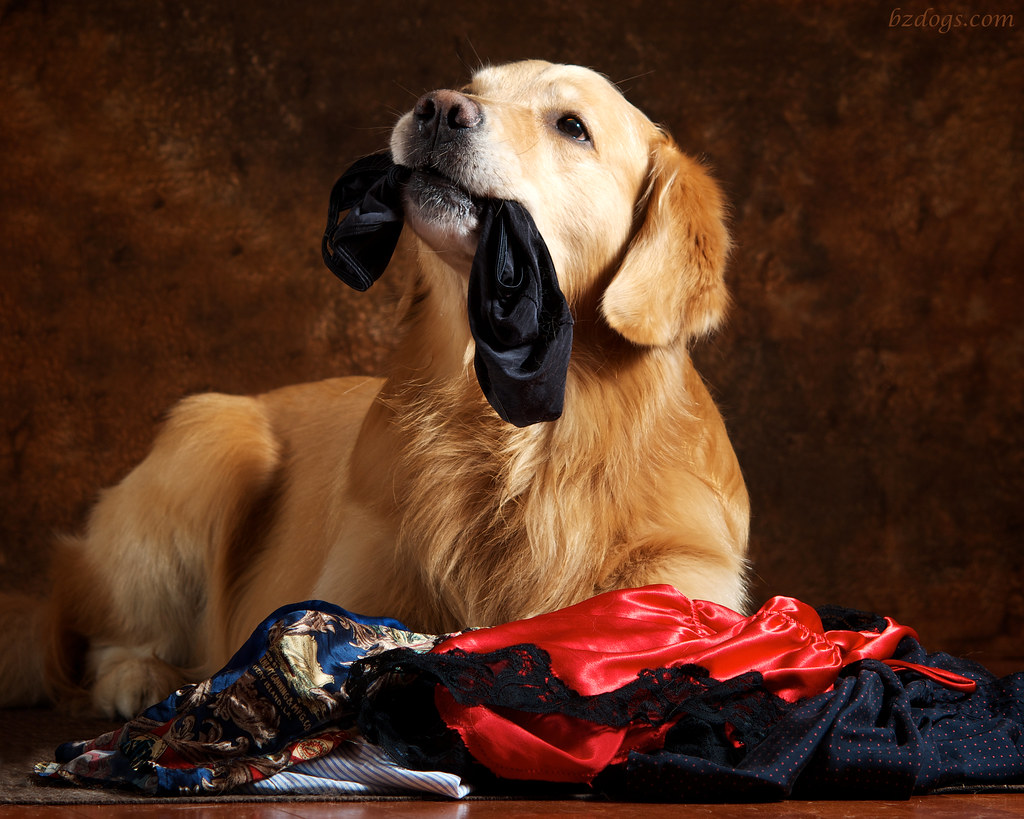 Underwear Golden Retrievers are famous for trotting around… Flickr