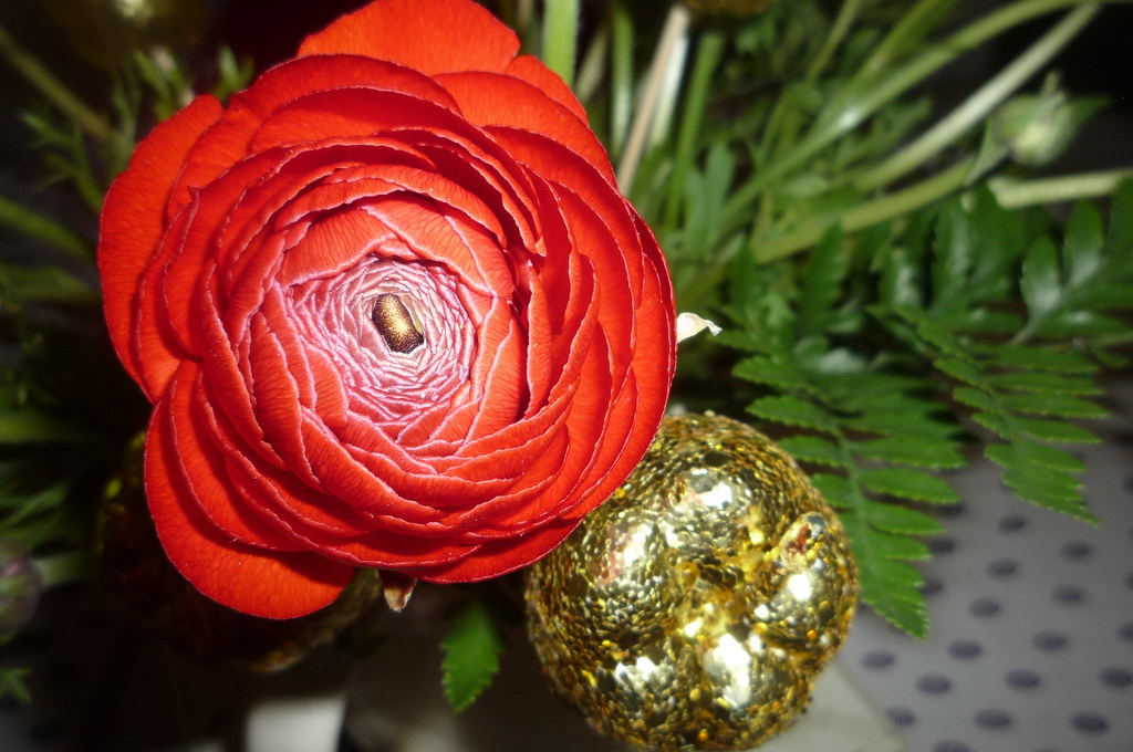 Pomme de discorde Le sujet d’une dispute. Cette expression… Flickr