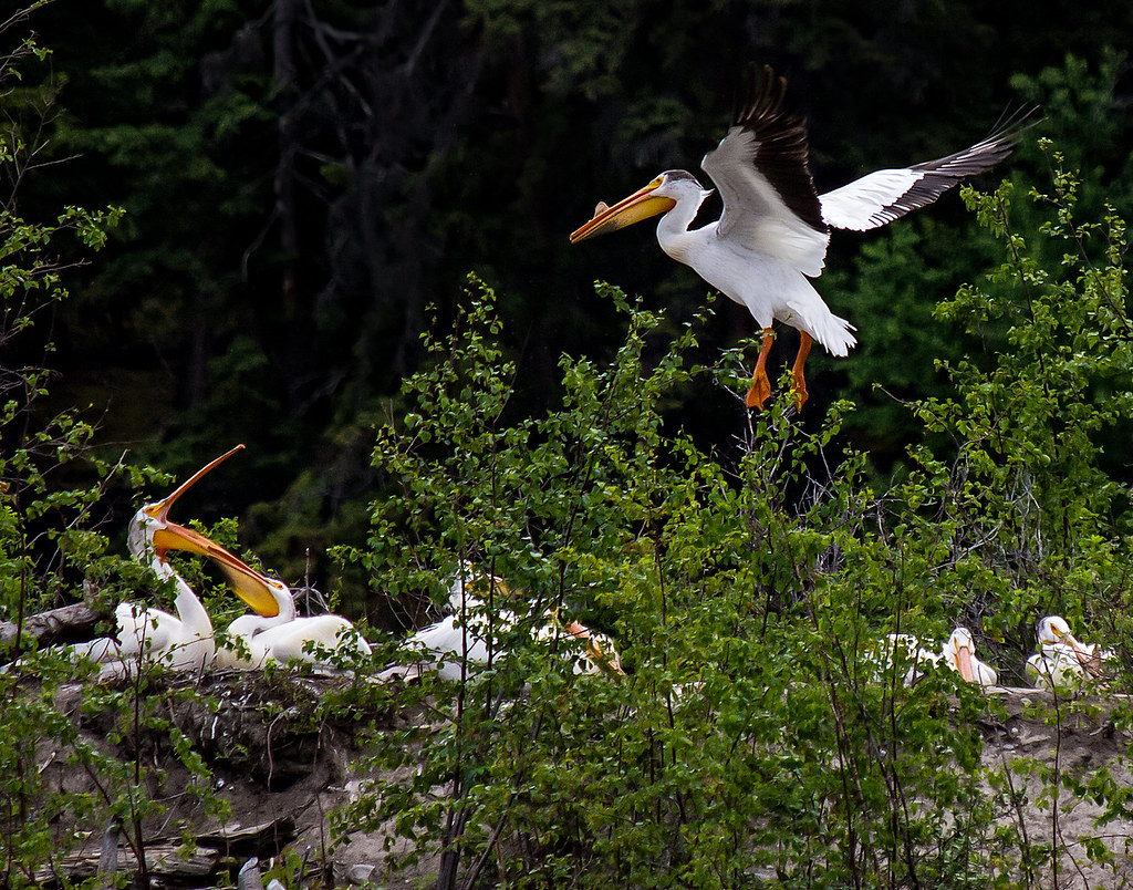 pelican Pelicans are rare in BC. They have had a nesting c… Flickr