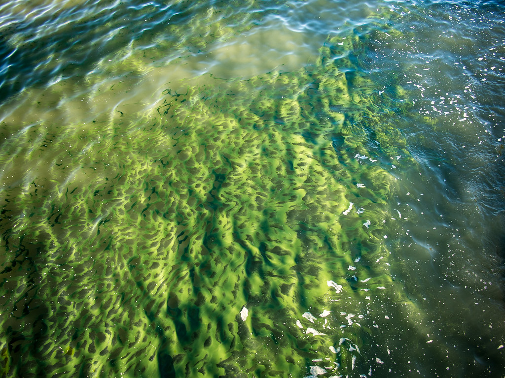 Lake muck Douglas French Flickr