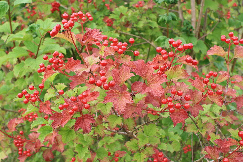 Guelderrose, Viburnum opulus, Staveley SK4174 In August 2… Flickr