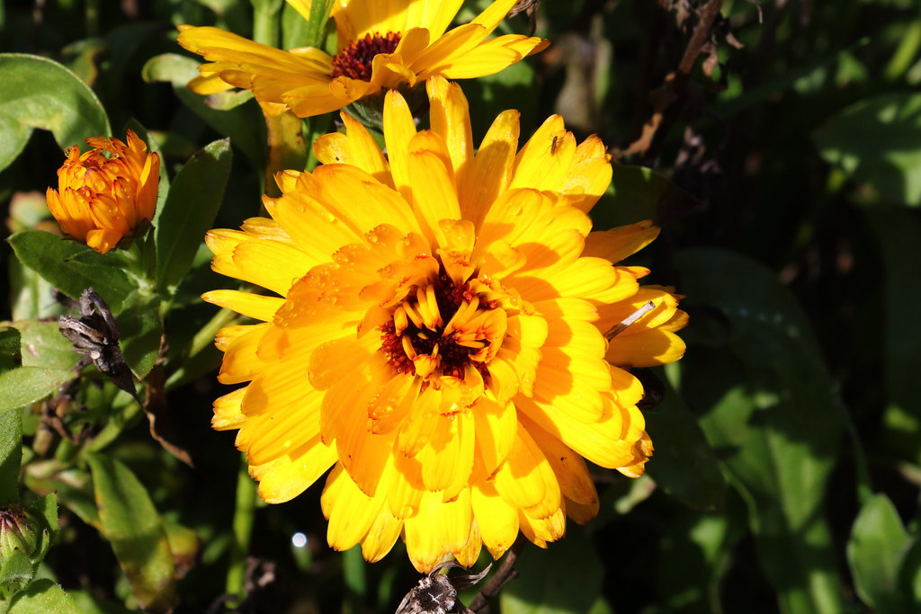 Trusty calendulas Flowers for all seasons. Lesley A Butler Flickr
