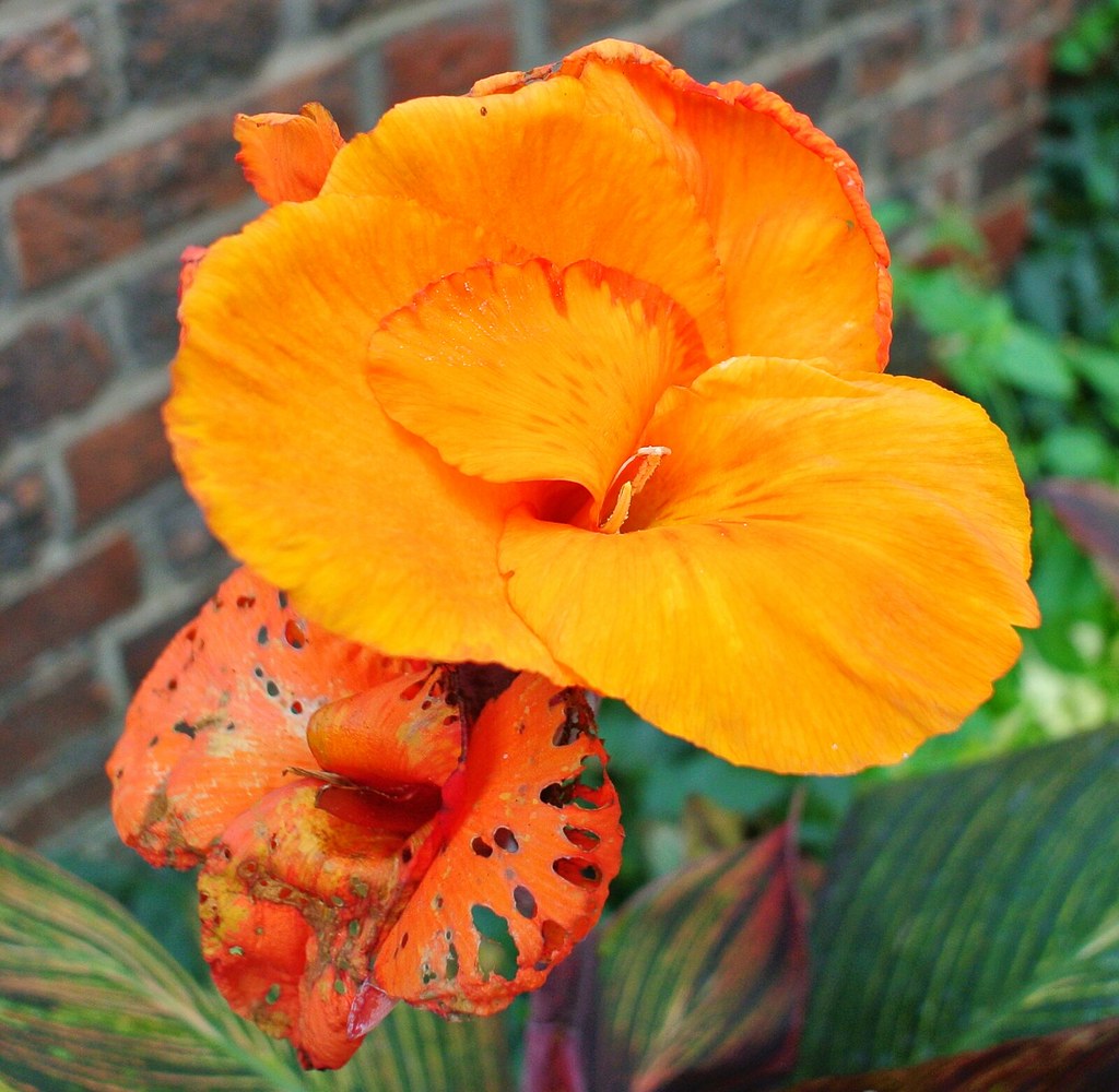 Flowers in Quakers Acre Taken in and around Guildford in A… Flickr