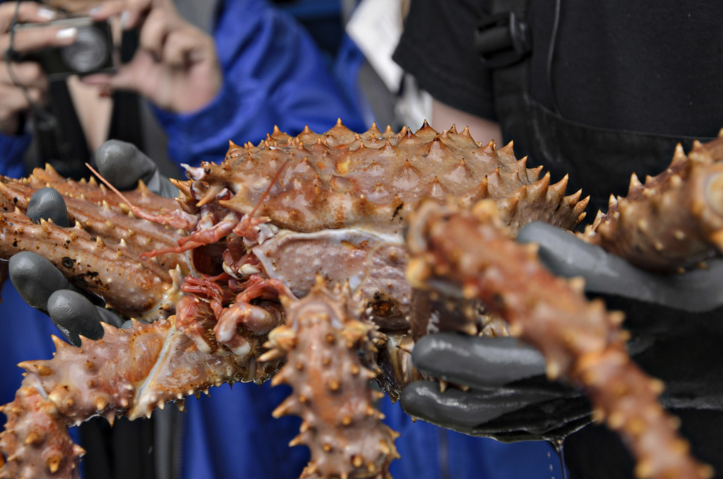 _BRK2426 golden alaskan king crab Boris Kasimov Flickr