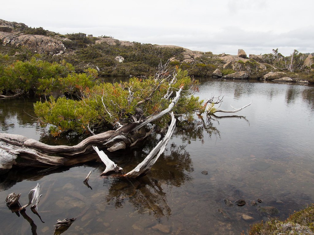 Pencil pines in the pond Pencil pine that has fallen over … Flickr