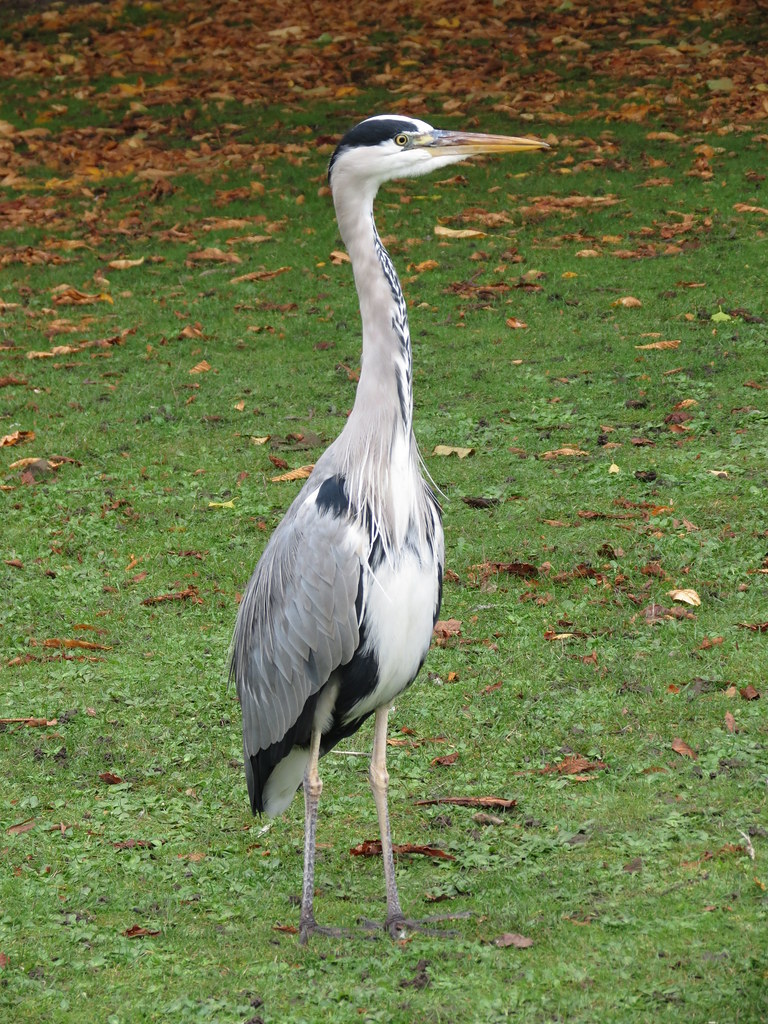10447613994_289ae317da_b White Heron Regents Answer Key