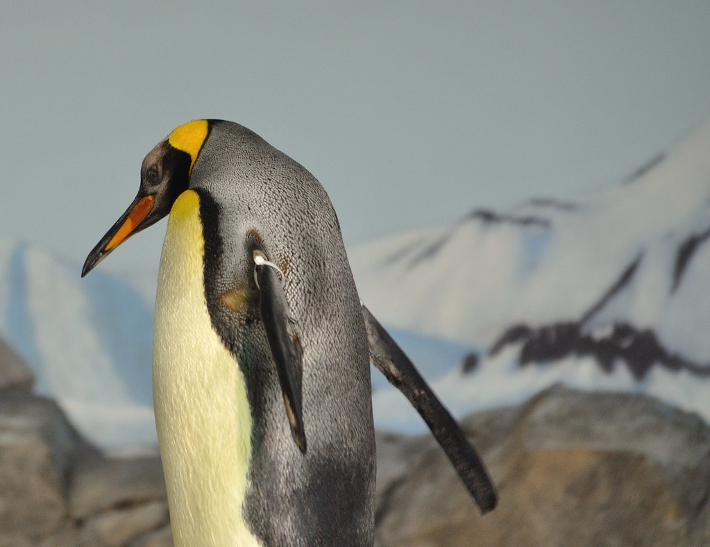Penguins Kansas City Zoo DiKibbles Flickr