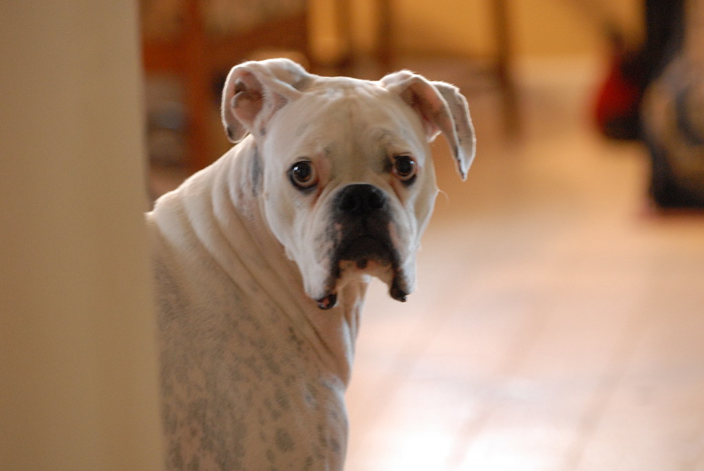 NIC_1457 Second Chance Boxer Rescue Flickr