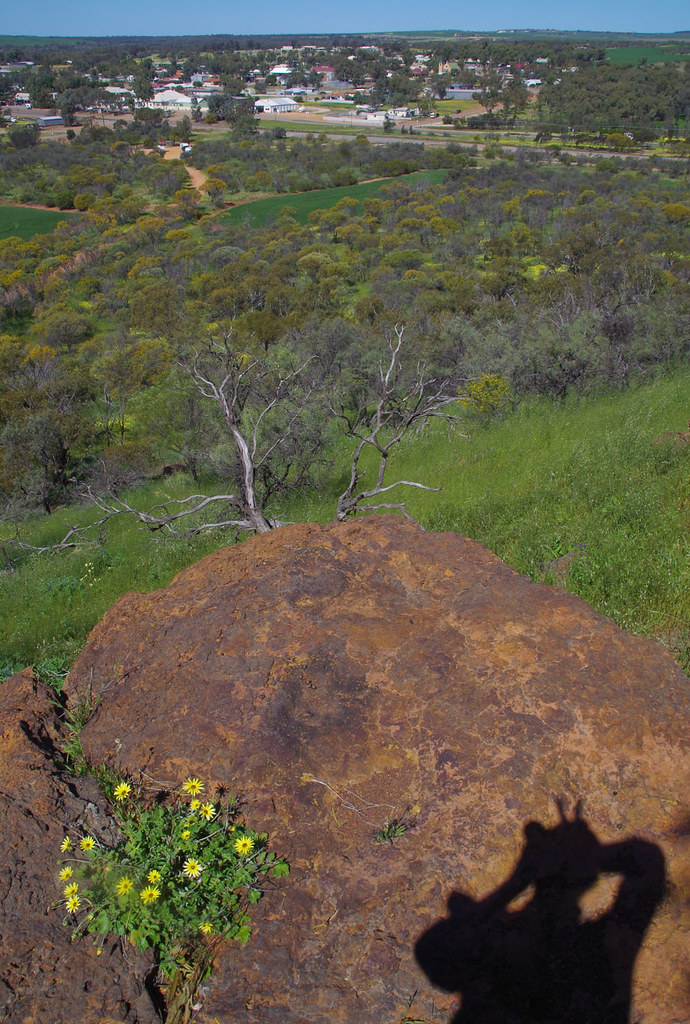 Mingenew from Mingenew Hill, with Arctotheca calendula, WA… Flickr