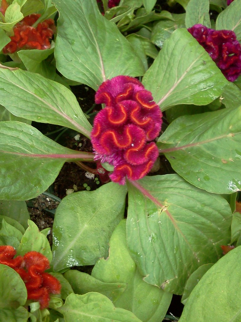 15 Puerto Rico Flower Festival Ideas One Crew