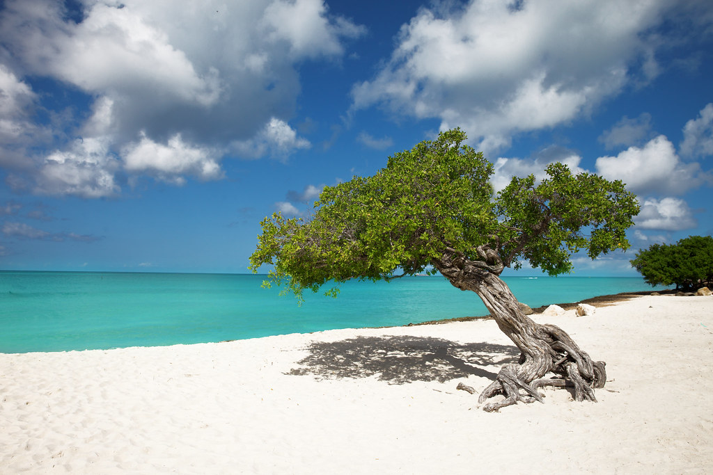 "Tropical Paradise", Aruba, Eagle Beach, Divi Divi Trees Flickr
