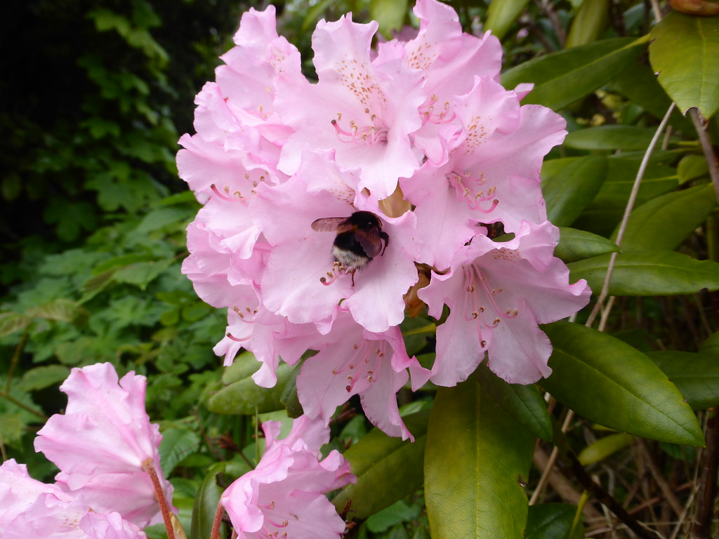 bee on rhododendron Rhododendrons are plants with beautifu… Flickr