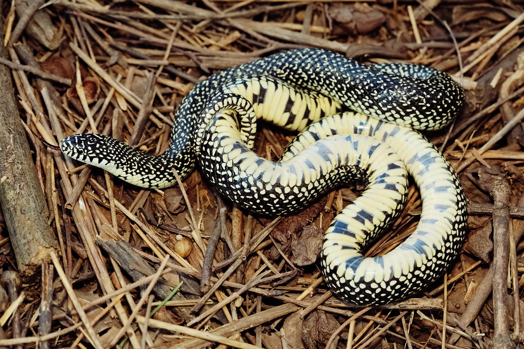 Speckled Kingsnake a photo on Flickriver