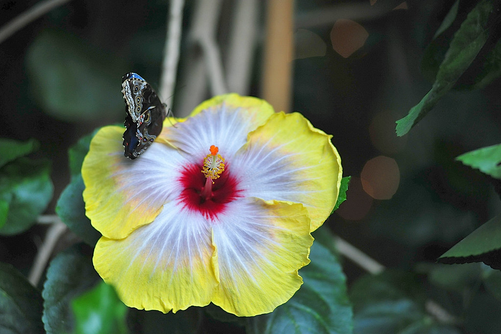 Magic Wings Butterfly Conservatory & Gardens, South Deerfield MA Flickr