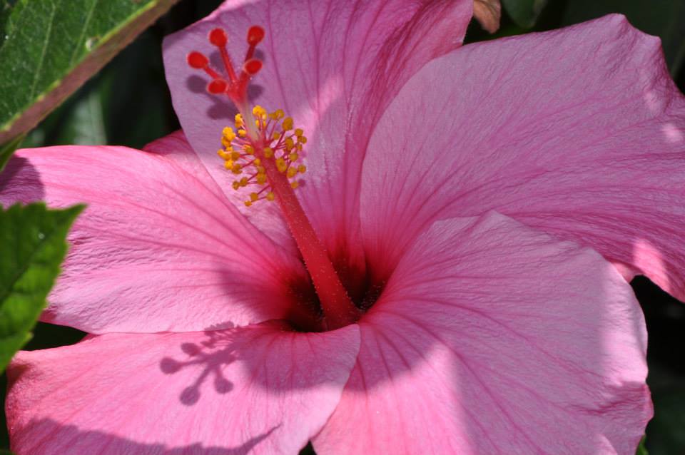 Pink Hibiscus San Diego Zoo June 3, 2013 8.TWENTY.8 Flickr